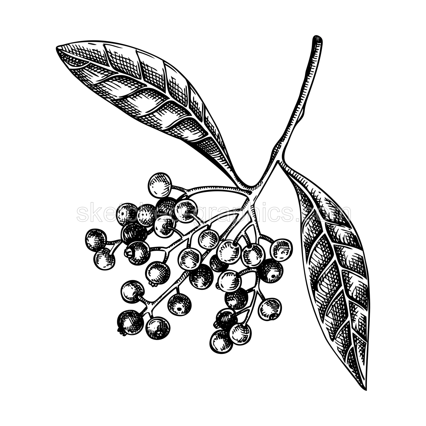 Allspice plant with berries sketch. Kitchen spice drawing. Mexican herbs and spices hand-drawn vector illustration. NOT AI genereted Illustration
